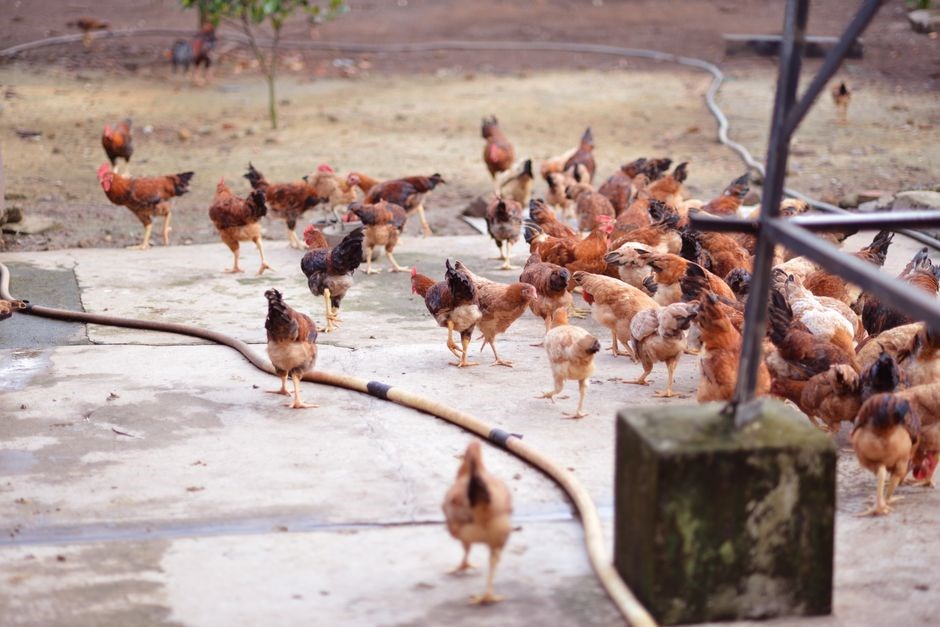 chicken tractor plans pdf
